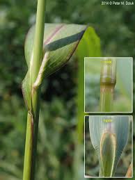 Image result for Echinochloa crus-galli