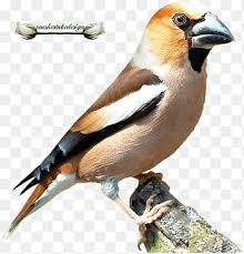 Den frie høj opløsning foto af fugl, vinge, dyr, afspejling, næb, farverig, fauna, tæt på, hvirveldyr, finke, vogel, makrofotografering, fluesnappere, siddepinde fugl. Gemeiner Buchfink Png Pngegg