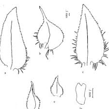 Image result for Selaginella buchholzii