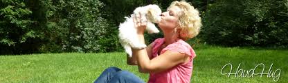 Feel free to connect with them to discover what havanese puppies are for sale in mi today! Havahug Havanese Puppies Havahug Havanese Puppies Of Michigan
