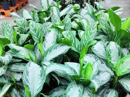 Search over 14 million words and phrases in more than 490 language pairs. 10 Tanaman Hias Aglaonema Paling Dicari Daun Bercorak Pink Hingga Merah