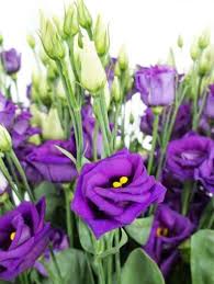 Lass dich inspirieren und finde den brautstrauß oder die hochzeitsblumen, die perfekt zu dir und deinem zukünftigen ehemann passen. Lila Blumen Welche Schnittblumen Bluhen Violett Blumigo