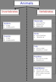 Animal Classification Chart Of Invertebrates And Vertebrates