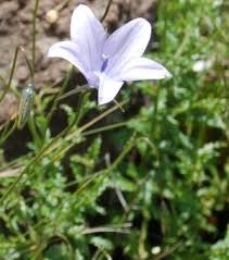 Image result for Wahlenbergia capitata