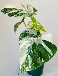 Image result for Selago albomarginata