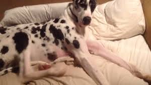 Girl With Dog Animal Sex Gif | Sex Pictures Pass