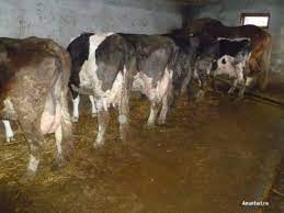 Check spelling or type a new query. Vand Vitei Vaci Si Porci Stiriagricole Ro