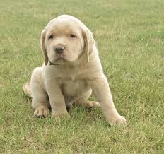 Labrador breed standard general breed appearance. Labrador Retriever Puppy Dog For Sale In Raton New Mexico