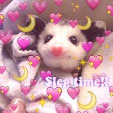 Animals Tiere Animals Liddol Babie Opossum Opossummemes Animals Possums Memes Opossumsof Reactionpics Reactionim Opossum Cute Love Memes Funny Parrots