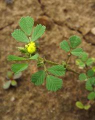 Image result for Adenodolichos rupestris