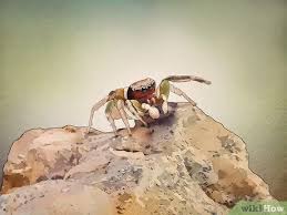 A jumping spider makes a good pet. How To Catch And Care For A Jumping Spider 9 Steps