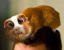 Eye infections or problems refers to a variety of issues that impact a guinea pig's eyes. Bugsy Bedtime Stories Added A Bugsy Bedtime Stories