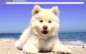 Cute Beach Puppy Google Chrome Theme Puppies Laptop Backgrounds Cute Wallpaper Backgrounds