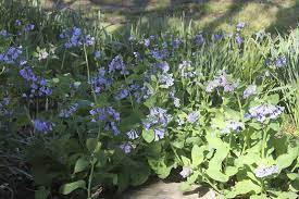 Not likely to be confused with any other species, virginia bluebells' natural range for the most part does not overlap with the related northern bluebells (mertensia paniculata), a more northern species that has shorter flower tubes, hairy stems, and blooms into summer. All The Dirt On Gardening Mertensia Virginica Are Native Bluebells Lifestyles Muskogeephoenix Com