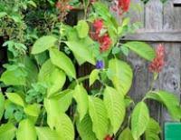 Image result for Megalochlamys