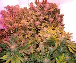 The difference is that those leds emit far less power than. Hipargero Led Grow Light Posts Facebook