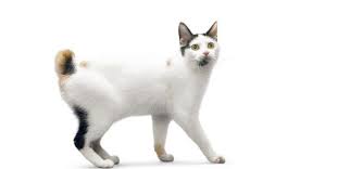 Japon Bobtail Kedisi Bakimi Ve Ozellikleri