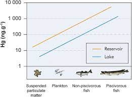 Frontiers Mercury Export From Freshwater To Estuary Carbocentric Science Elucidates The Fate Of A Toxic Compound In Aquatic Boreal Environments Environmental Science