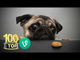 Youtube Honden Video Honden Grappig