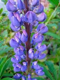 Pin On Oregon Native Flowers