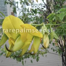 Image result for Crotalaria bernieri