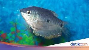 Ikan hias lace gourami dan habitat asalnya ikan hias gourami atau sering disebut ikan sepat mutiara (trichogaster leeri) adalah jenis ikan hias air tawar anggota suku gurami (osphronemi). 7 Jenis Ikan Yang Paling Bisa Diandalkan Untuk Berantas Jentik Nyamuk