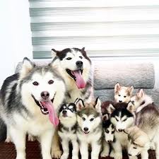 Happiness Is A Home Full Of Huskies Cute Dogs Cute Animals Animals