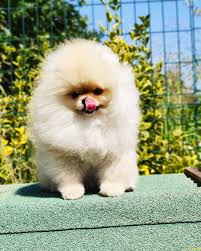 Pomeranian Boo Yavrulari 2 Kg Show Kalite 244434 Bikopek Com