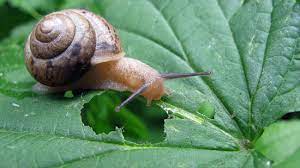 Or pick it up and place in a jar of soapy water. How To Stop Snails Eating The Plants In Your Garden It S Gone Wrong