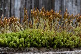 Humidity will help seeds germinate, but once they do, too much humidity may sometimes cause the sprouts to rot. Living In The Land Of Mosses Pacific Northwest Pest Management Handbooks
