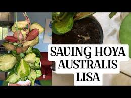 We did not find results for: My Hoya Australis Lisa Youtube