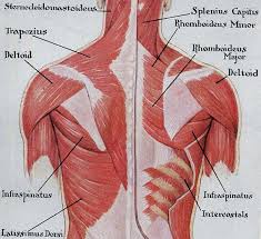 They start at the top of the neck and go down to the tailbone. Human Back Muscle Anatomy