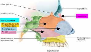Nasal polyps aresmall growths in the nasal cavity. Nasal Septum Anatomy Function Nasal Septum Deviation Hole
