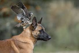 These 138 Photos Of Ingo The Dog And His Owl Friends Is The Only Thing You Need To See Today Animals Friendship Animals Friends Animals