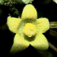 Image result for Dolichos trilobus