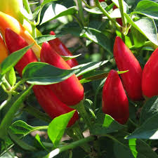 The scoville heat rating system. Purira Chili Pepper 30 000 100 000 Scoville Units Capsicum Frutescens Purira Chile Pepper Is An Annual Plan Pimentas Frutas Roupas De Croche Para Bonecas