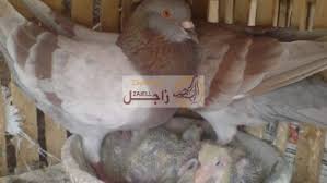 سعر جوز الحمام البلدي الصغير بالسوق المصري يتراوح ما بين 25 جنيه مصري إلى 35 جنيه مصري أما سعر الجوز الكبير فيتراوح ما بين 55 جنيه مصري إلى 60 جنيه مصري. ØªØ¹Ø±Ù Ø¹Ù„Ù‰ Ø£Ù†ÙˆØ§Ø¹ Ø§Ù„Ø­Ù…Ø§Ù… Ø§Ù„Ù…ØªÙˆÙØ± ÙÙŠ Ø¯ÙˆÙ„Ø© Ø§Ù„Ù…ØºØ±Ø¨ Ø¥Ù„ÙŠÙƒÙ… Ù‚Ø§Ø¦Ù…Ø© Ù…Ù…ÙŠØ²Ø© Ø¨Ø§Ù„Ø£Ø³Ù…Ø§Ø¡ Ø¹Ù† Ø£Ù†ÙˆØ§Ø¹ Ø§Ù„Ø­Ù…Ø§Ù… Ø§Ù„Ù…ØªÙˆÙØ±