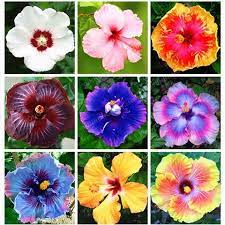 100 Pcs Bag Hibiscus Flower Seeds Giant Hibiscus Seed Bonsai Flower Seeds Outdoor Plant Seeds For Home Garden Eas Flower Seeds Hibiscus Plant Flower Pot Garden