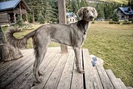 Long Haired Weimaraner Tumblr Long Haired Weimaraner Weimaraner Puppies Weimaraner