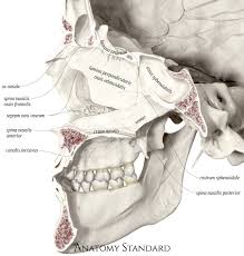 Pin On Topography Of The Skull