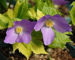 An ultimate woodlander that is well suited for cool to mild coastal regions. Pin On Cool Plants