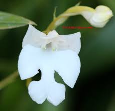 Image result for Habenaria cirrhata