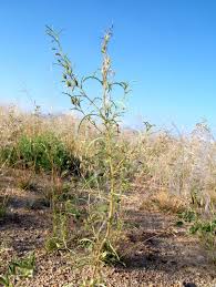 Image result for Anticharis senegalensis