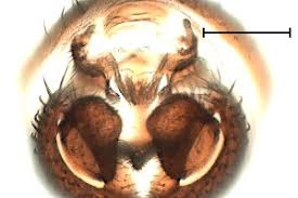 Image result for Erythrocephalum