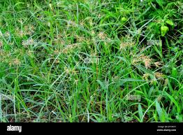 Image result for Cyperus sp.no.5