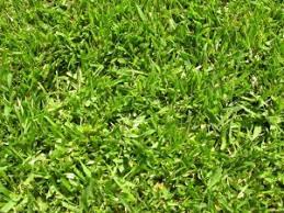 The Difference Between Marathon Sod I Marathon Sod Ii And Marathon Sod Iii Whittierfertilizer Com