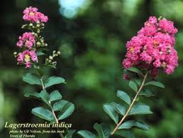 Image result for Lagerstroemia