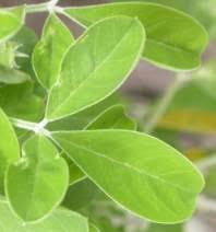 Image result for Crotalaria capensis