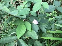 Image result for Centrosema pubescens