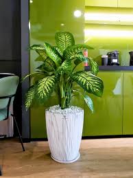 Image result for beautiful dieffenbachia